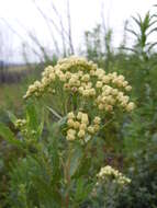 Plancia ëd Nidorella ivifolia (L.) J. C. Manning & Goldblatt