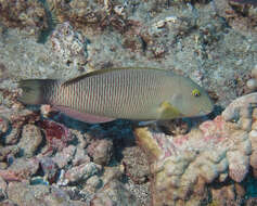 Image of Ballieu's wrasse