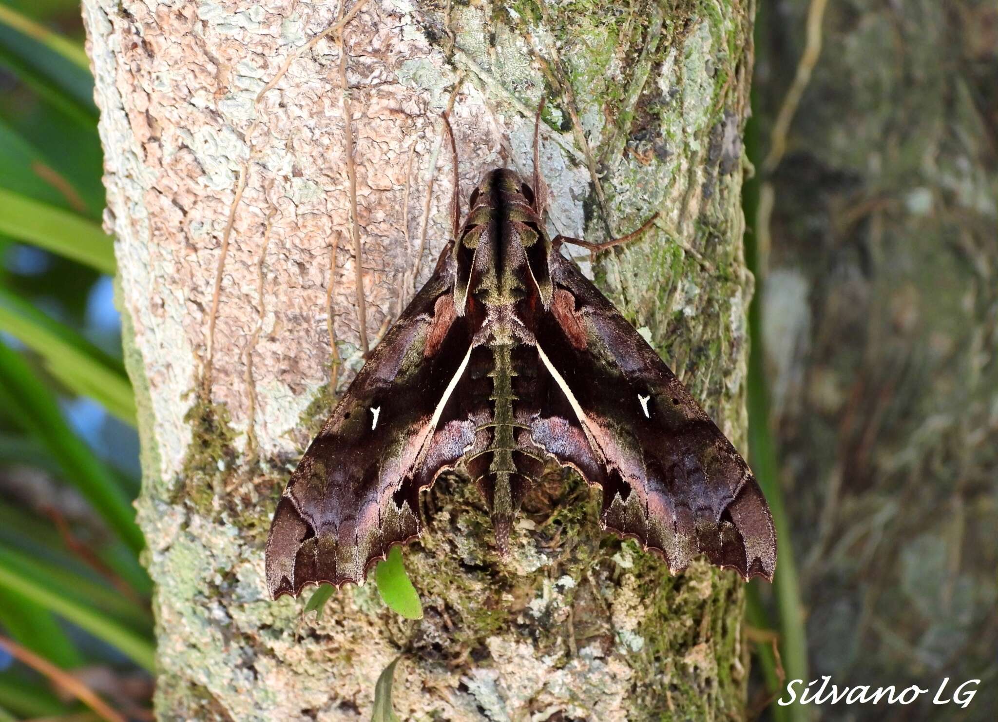 Image of Hemeroplanes ornatus Rothschild 1894