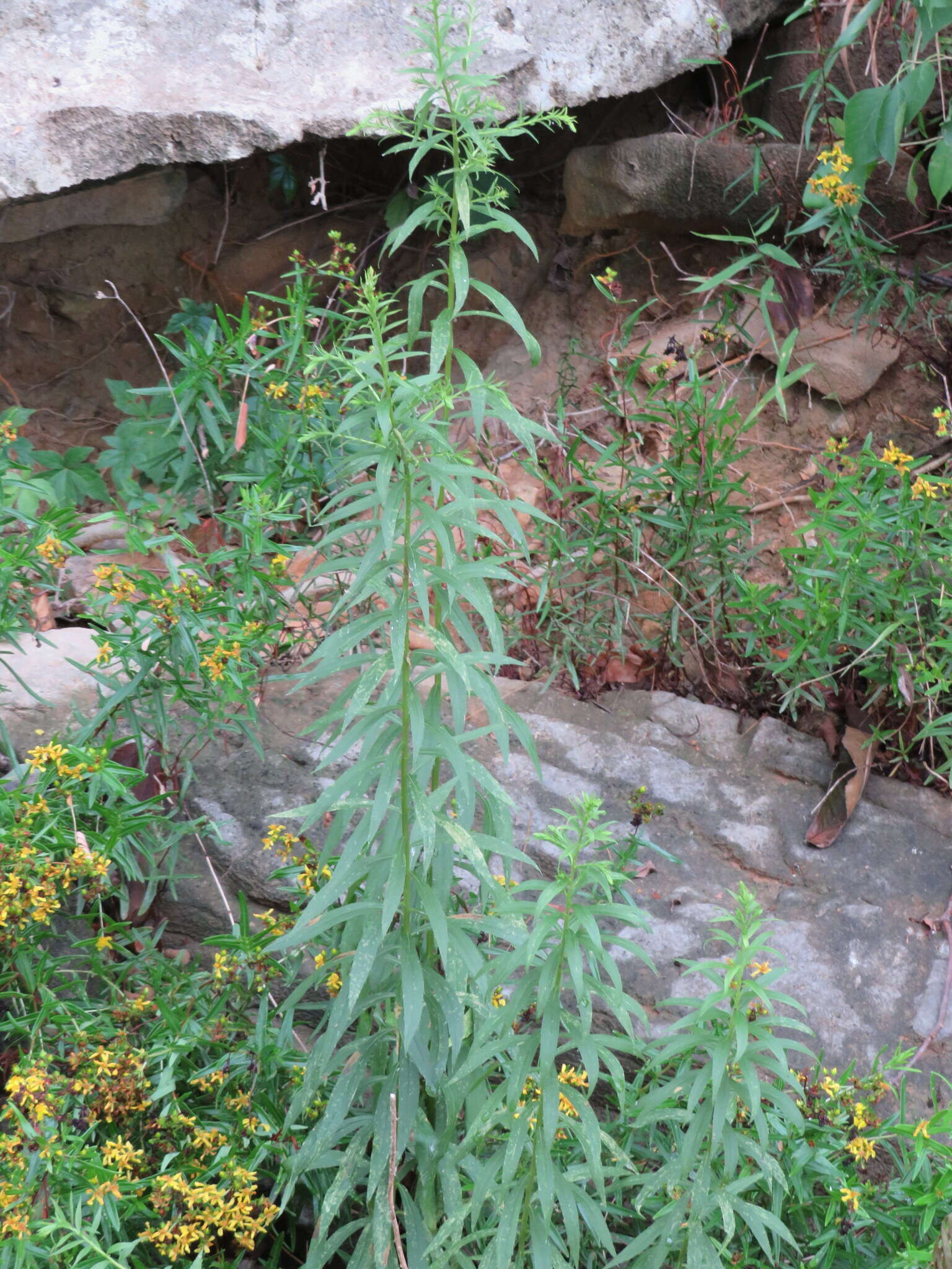 Image of rock goldenrod