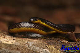 Image of Modest Ground Snake