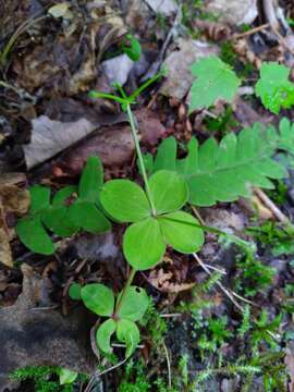 Plancia ëd Galium kamtschaticum Steller ex Schult. & Schult. fil.