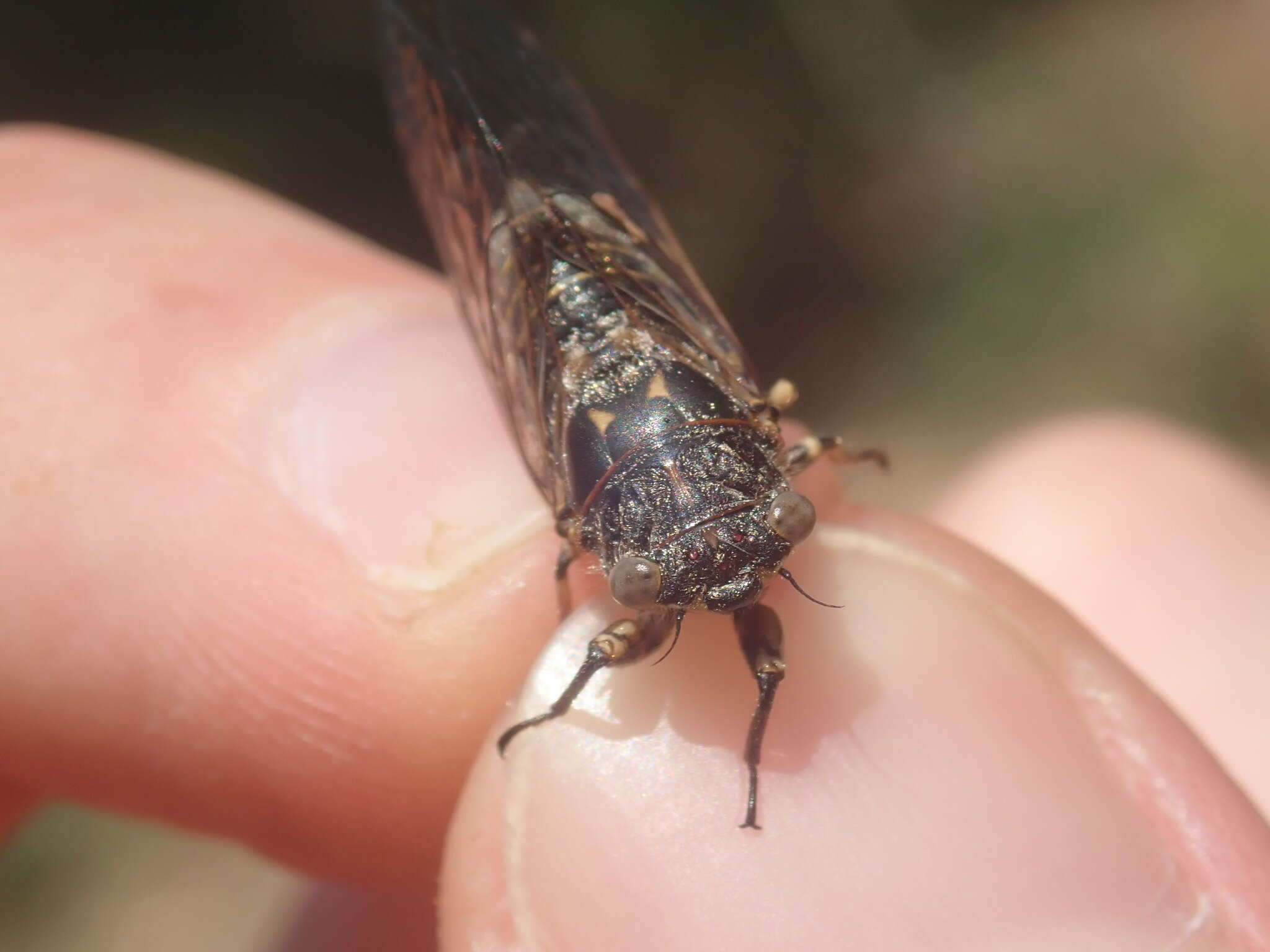 Tettigettula pygmea (Olivier 1790)的圖片