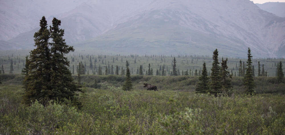 Image of North American Elk