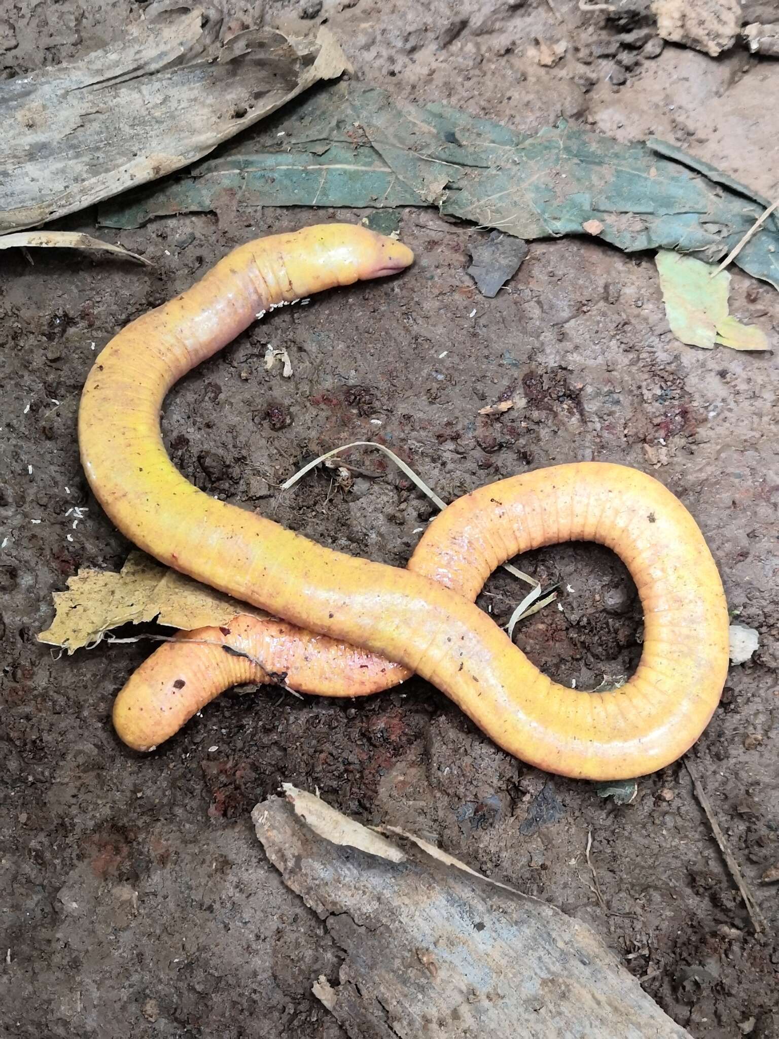 Image of Aqua Ize Caecilian