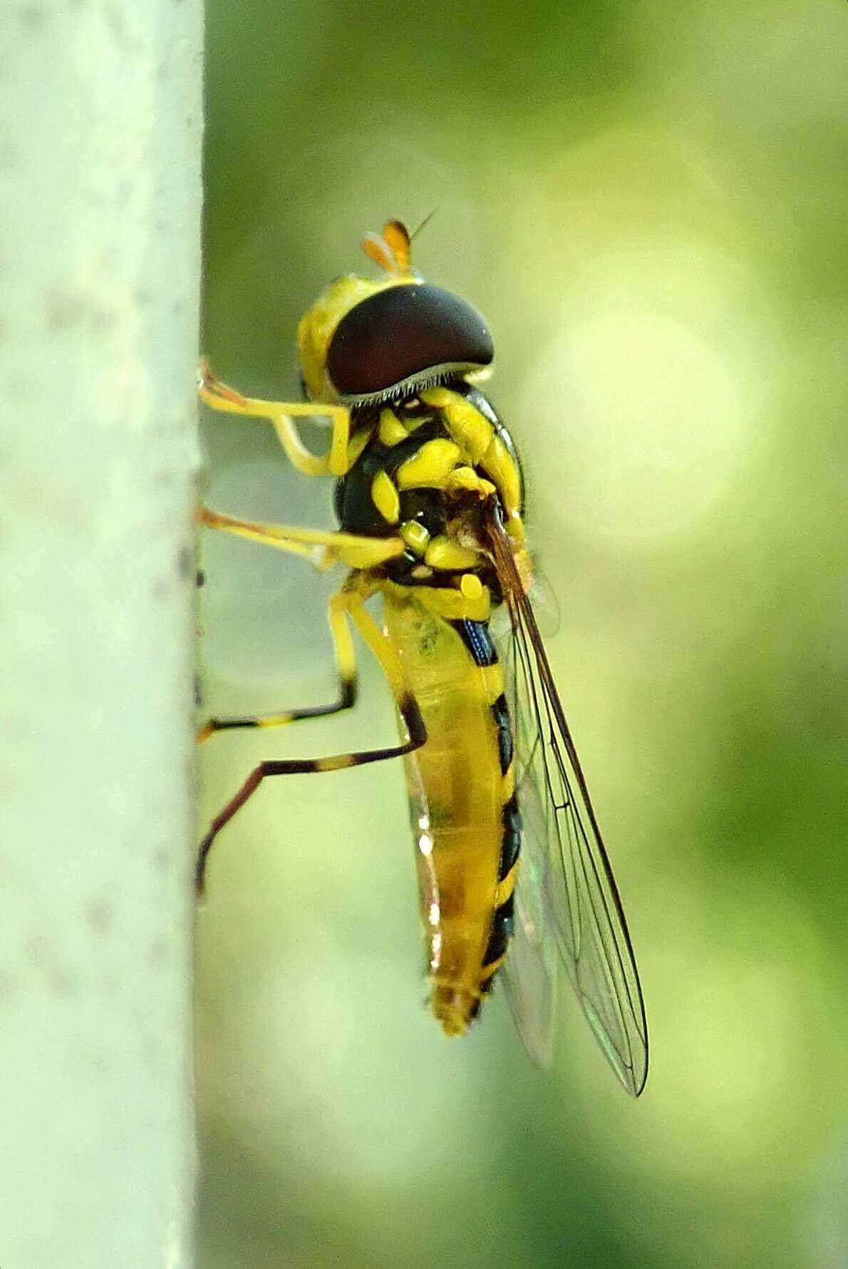 Image of Allograpta javana (Wiedemann 1824)