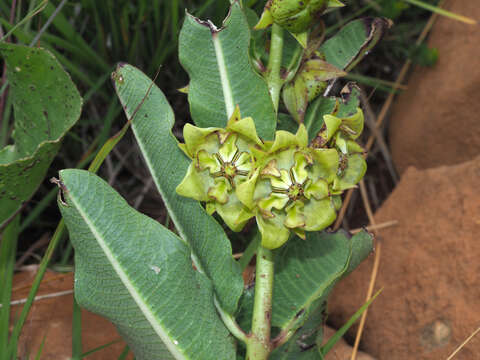 Image de Pachycarpus plicatus N. E. Br.