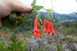 Lehmanniella pulchra (W. J. Hook.) J. E. Simonis ex P. J. M. Maas resmi