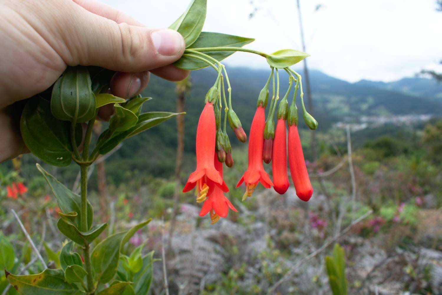 Lehmanniella pulchra (W. J. Hook.) J. E. Simonis ex P. J. M. Maas resmi