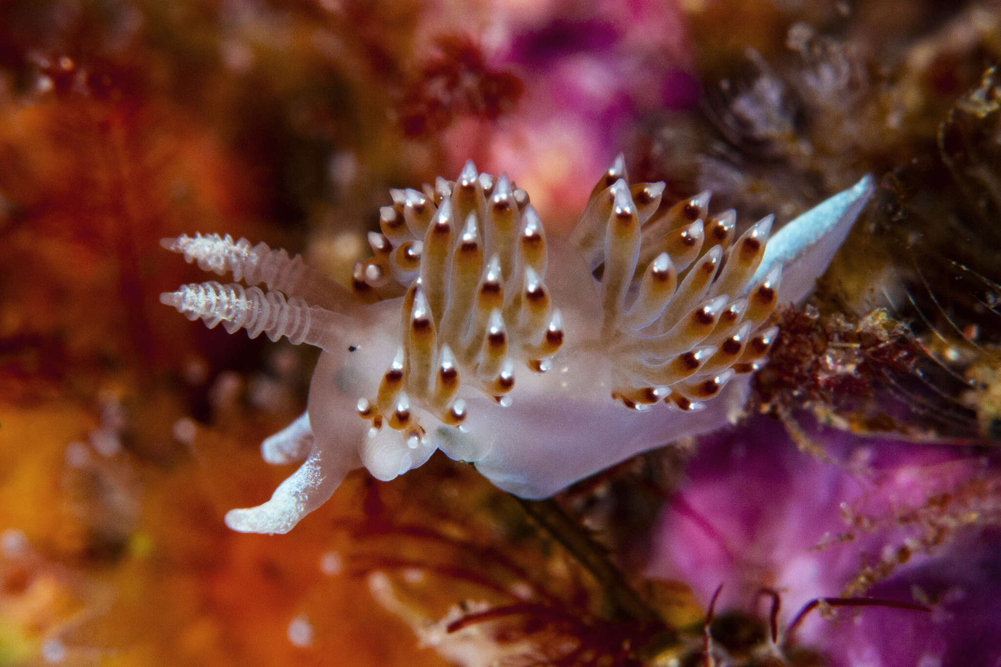 Image of Apataidae Korshunova, Martynov, Bakken, Evertsen, Fletcher, Mudianta, Saito, Lundin, Schrödl & Picton 2017