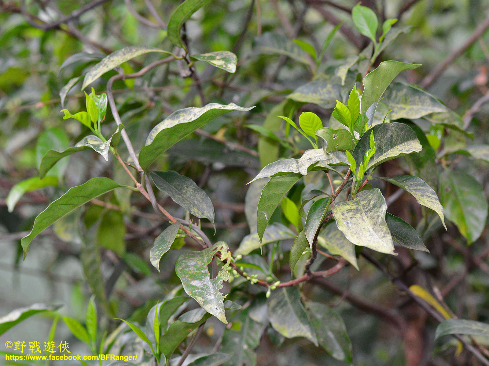 Image of Diplospora dubia (Lindl.) Masam.