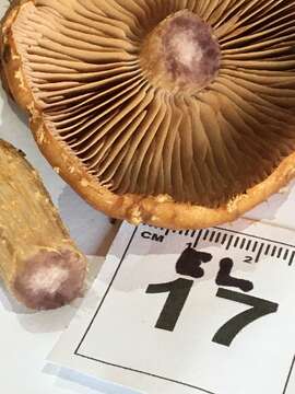 Image of Cortinarius perfoetens E. Horak, Peintner, M. M. Moser & Vilgalys 2002