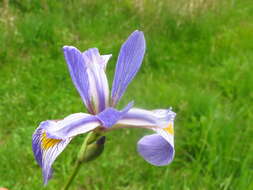 Image of Virginia iris