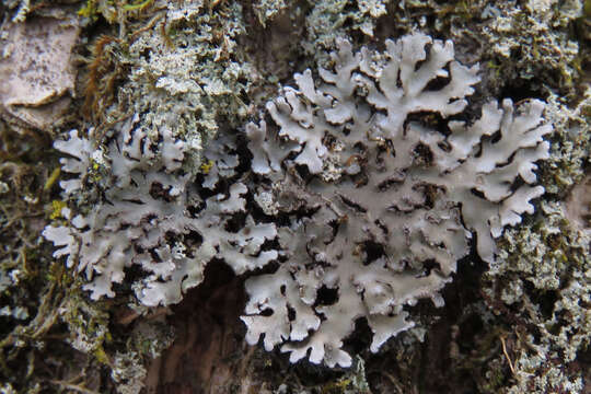 Image of frosted lichen