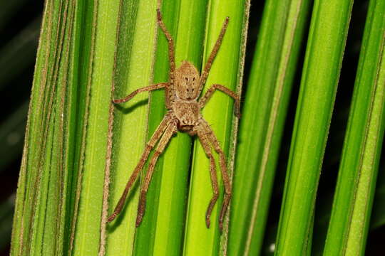 Image of Isopeda villosa L. Koch 1875