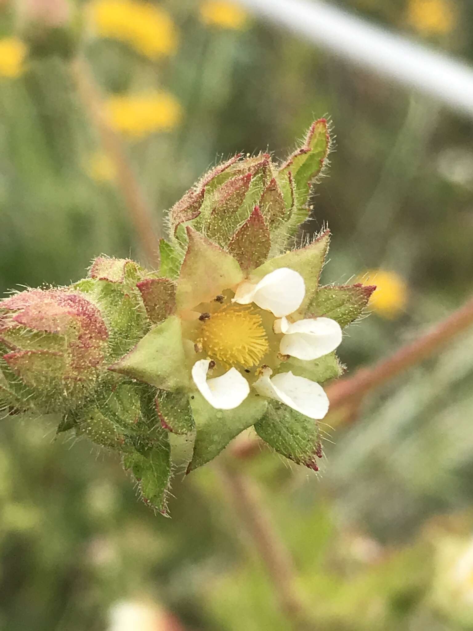 Слика од Horkelia californica Cham. & Schltdl.