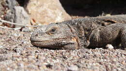 Image of Monserrat Chuckwalla