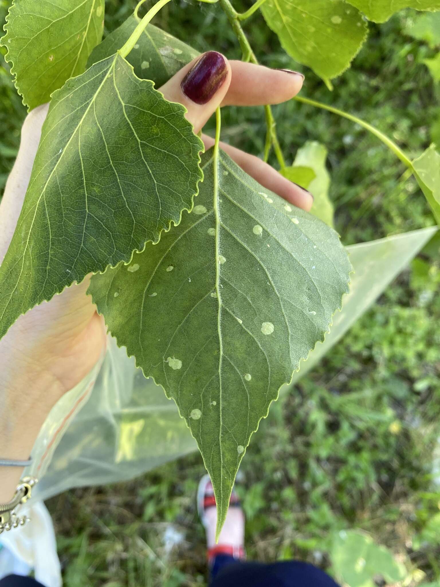 صورة Phyllonorycter populifoliella (Treitschke 1833)