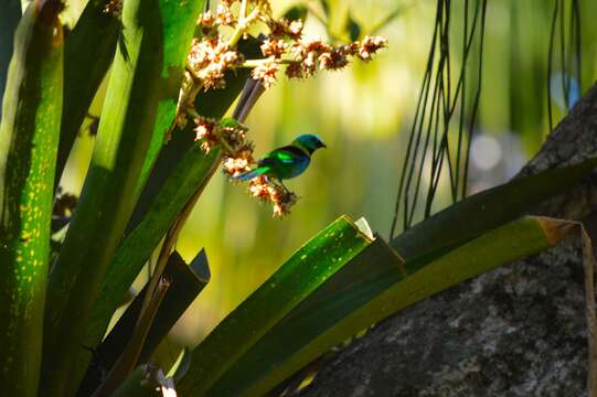 Image of Green-headed Tanager