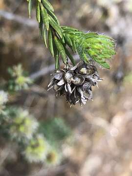 Plancia ëd Almaleea incurvata (A. Cunn.) Crisp & P. H. Weston