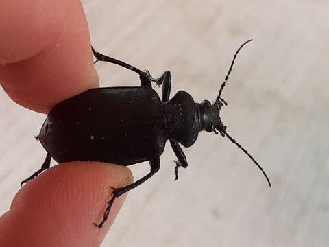 Imagem de Calosoma (Carabosoma) prominens Le Conte 1853