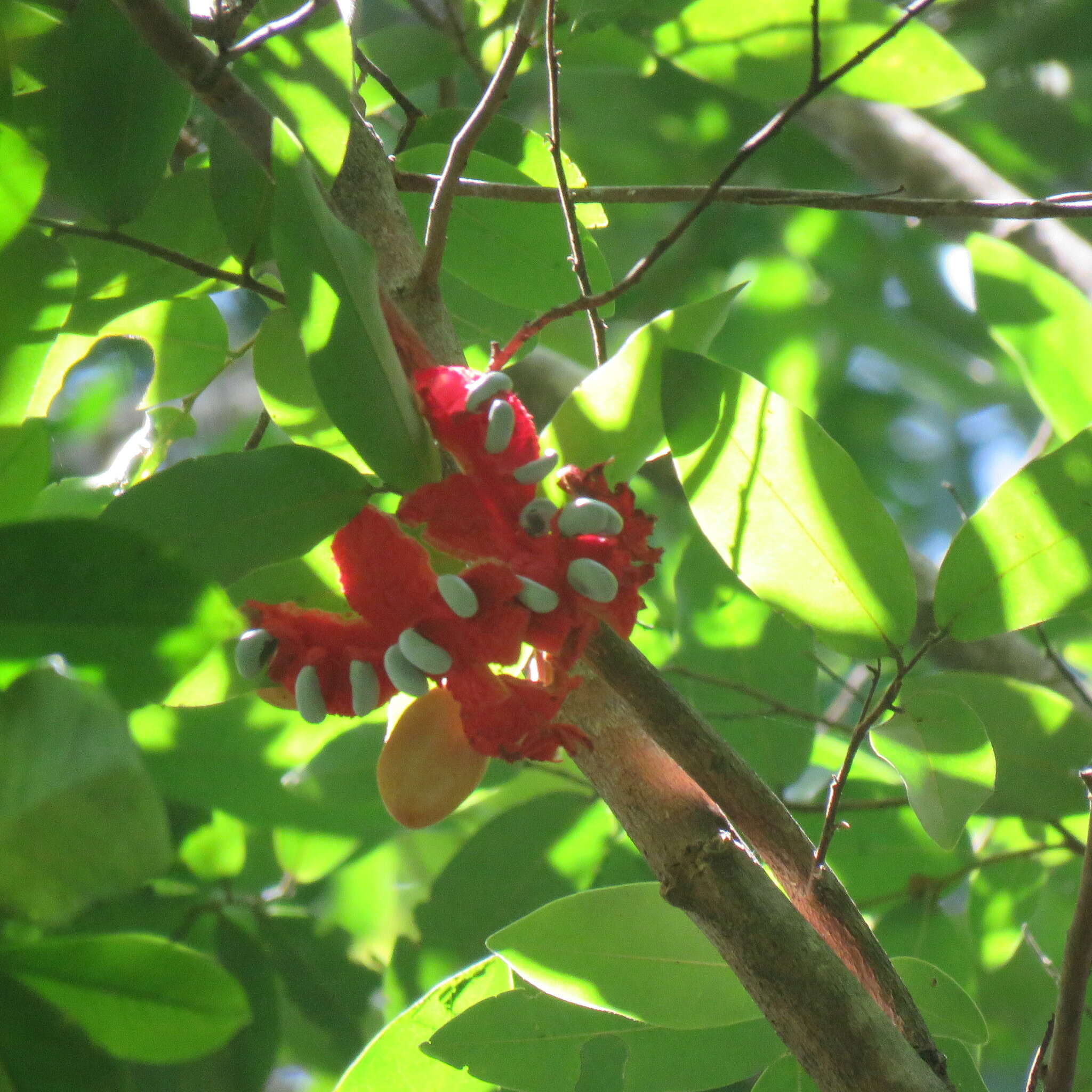 Image of Xylopia maccreae (F. Muell.) L. S. Sm.