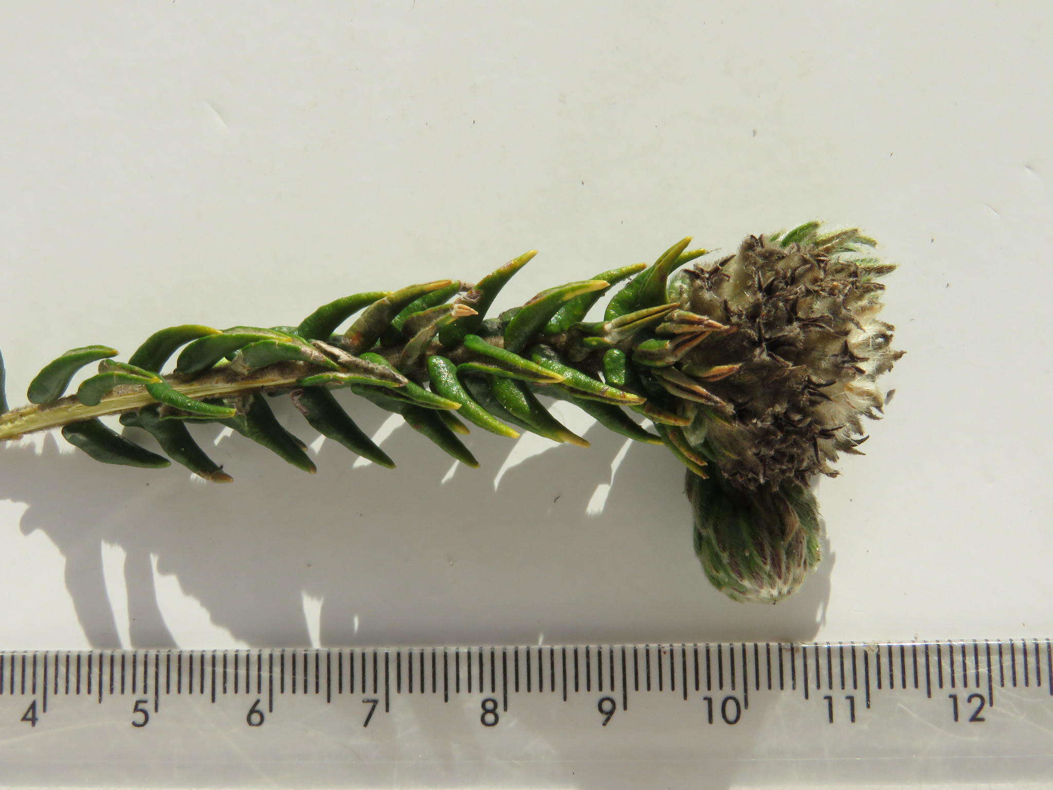 Image of Phylica harveyi (Arn.) Pillans