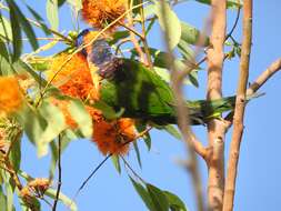 Image of Red-collared Lorikeet