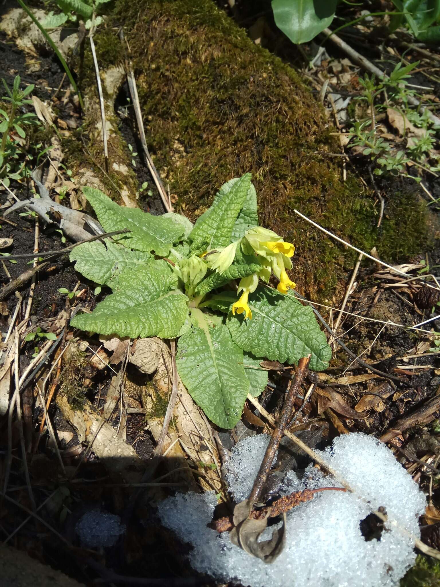 Image of Primula veris subsp. macrocalyx (Bunge) Lüdi