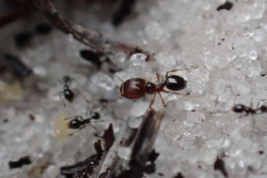 Pheidole adrianoi Naves 1985的圖片