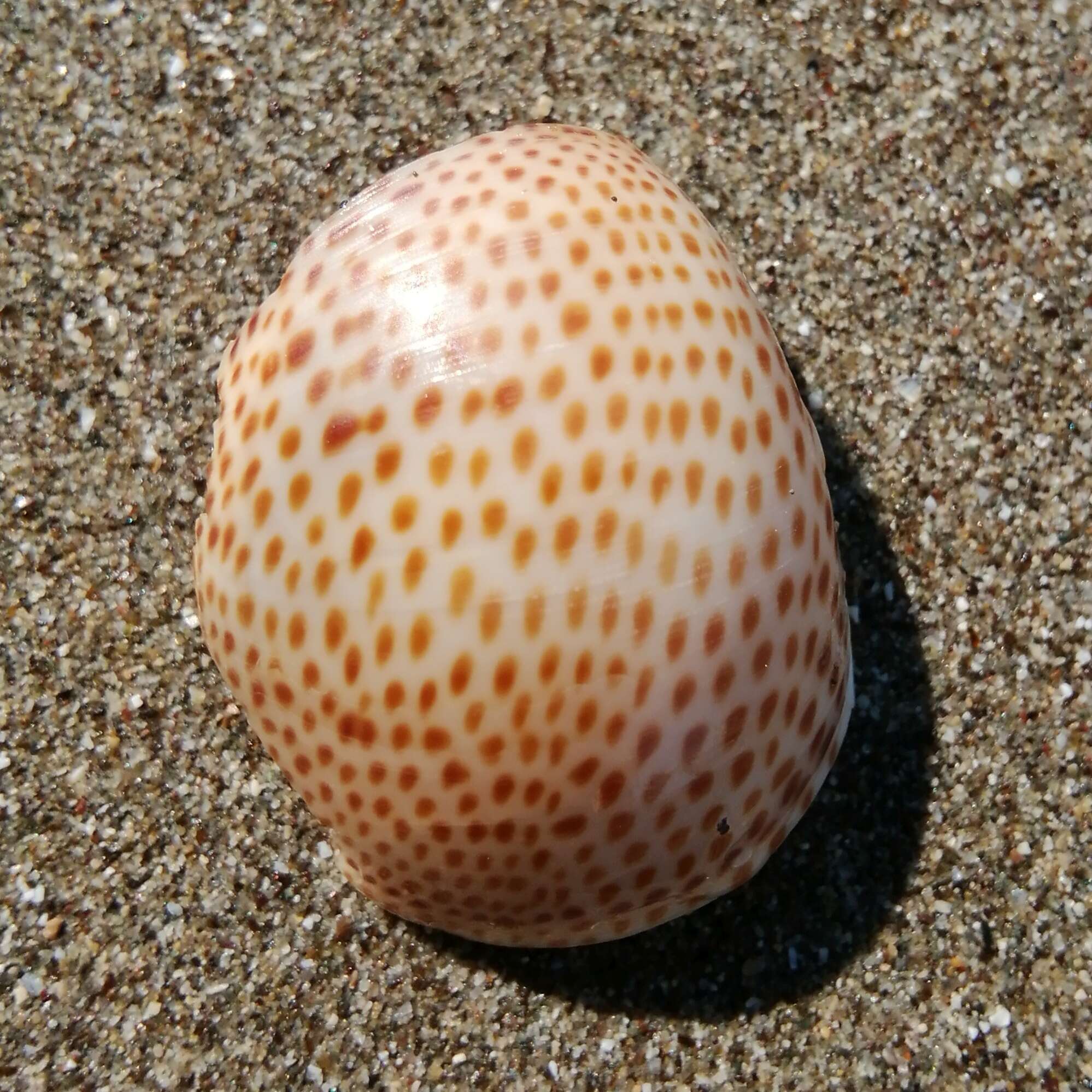 Image of fly-speck moonsnail