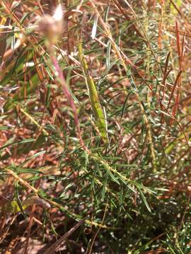 Imagem de Ionactis linariifolia (L.) Greene