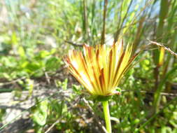 صورة Cephalophyllum diversiphyllum (Haw.) N. E. Br.