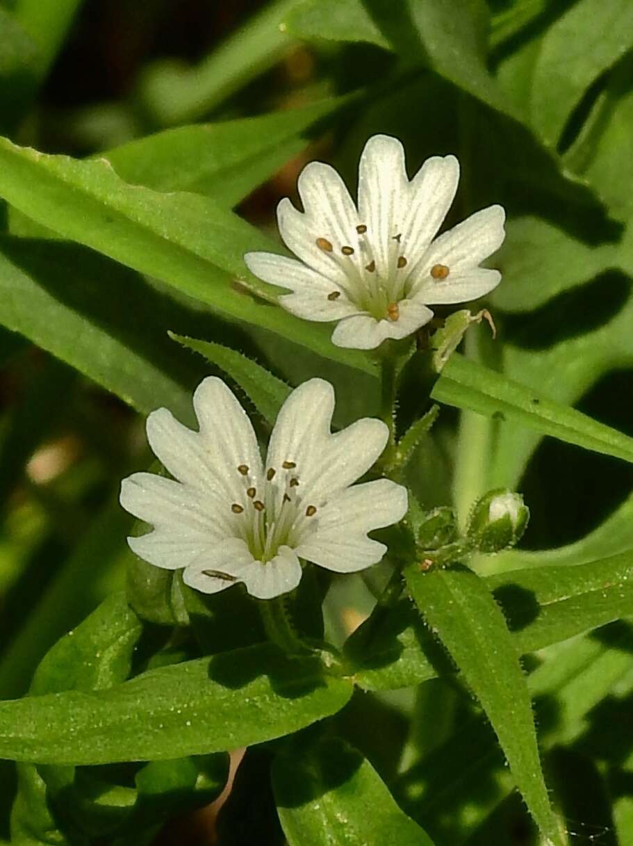 Image of tuber starwort