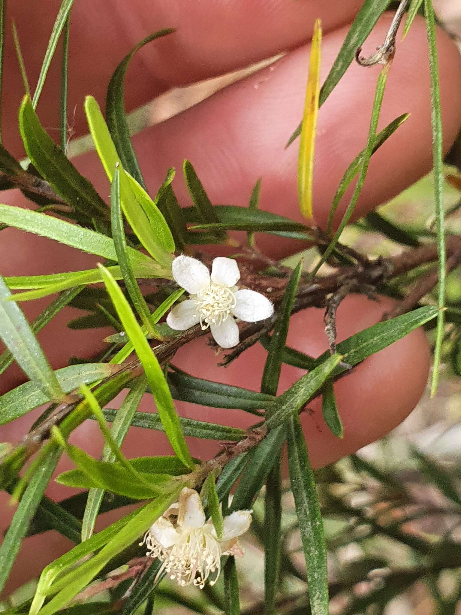 Image of Austromyrtus tenuifolia (Sm.) Burret