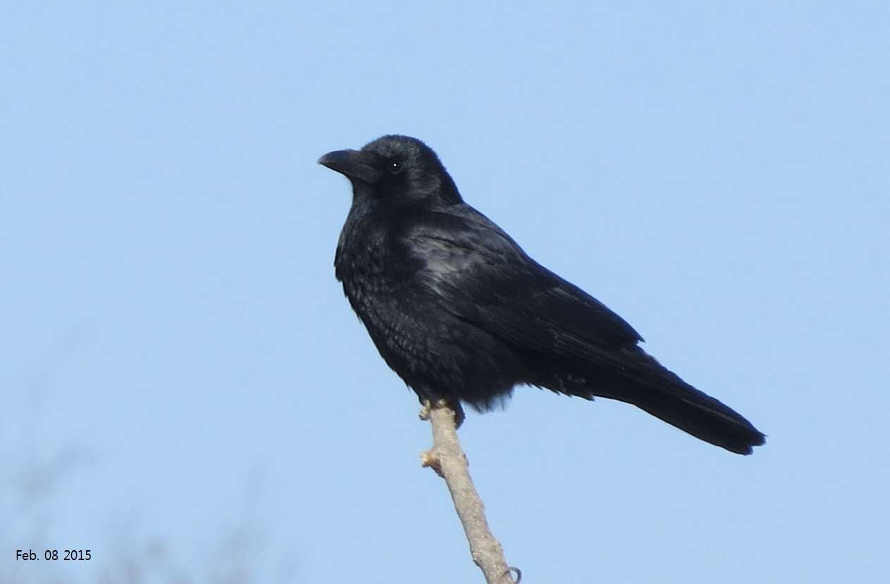 Imagem de Corvus macrorhynchos Wagler 1827