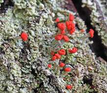 Image of Ravenel's cup lichen