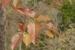 Image of Ficus arnottiana (Miq.) Miq.