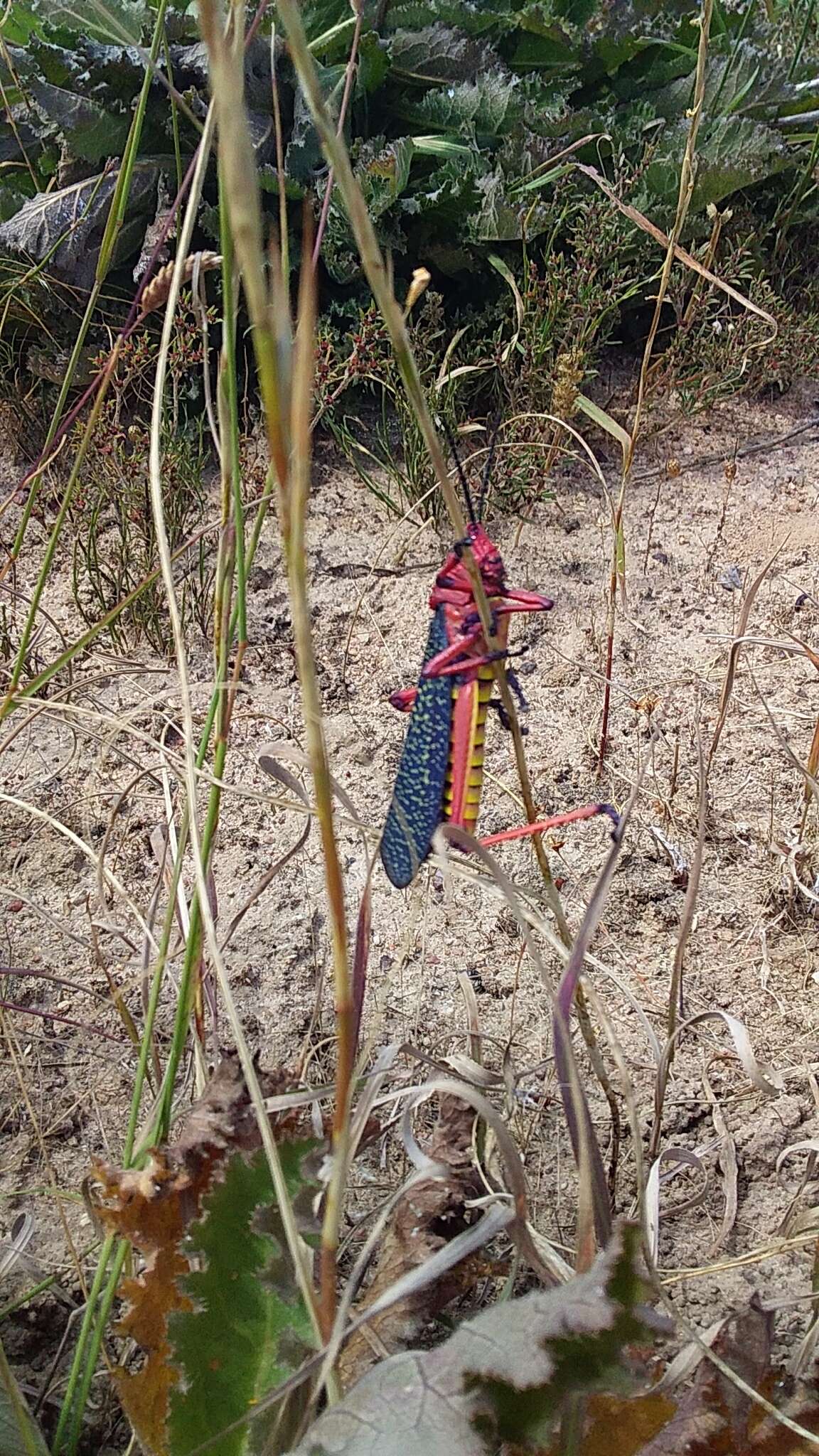 Image of Phymateus (Phymateus) morbillosus (Linnaeus 1758)