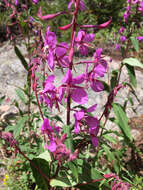 Image of Narrow-Leaf Fireweed