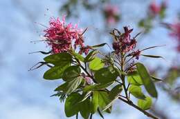 Sivun Bauhinia divaricata L. kuva