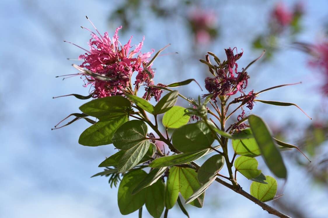 Sivun Bauhinia divaricata L. kuva