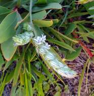 Image of squirrel's tail