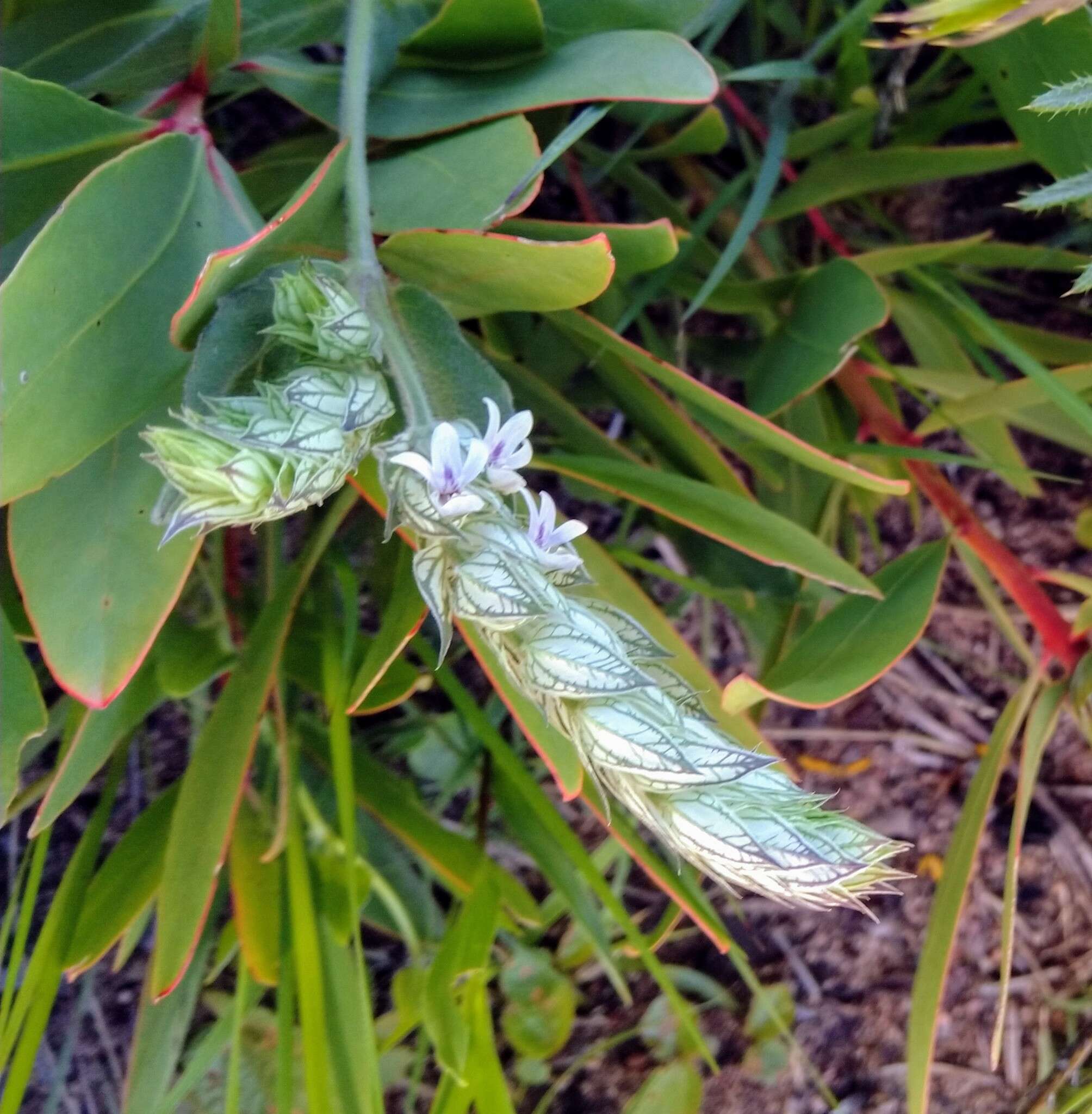 Image of squirrel's tail