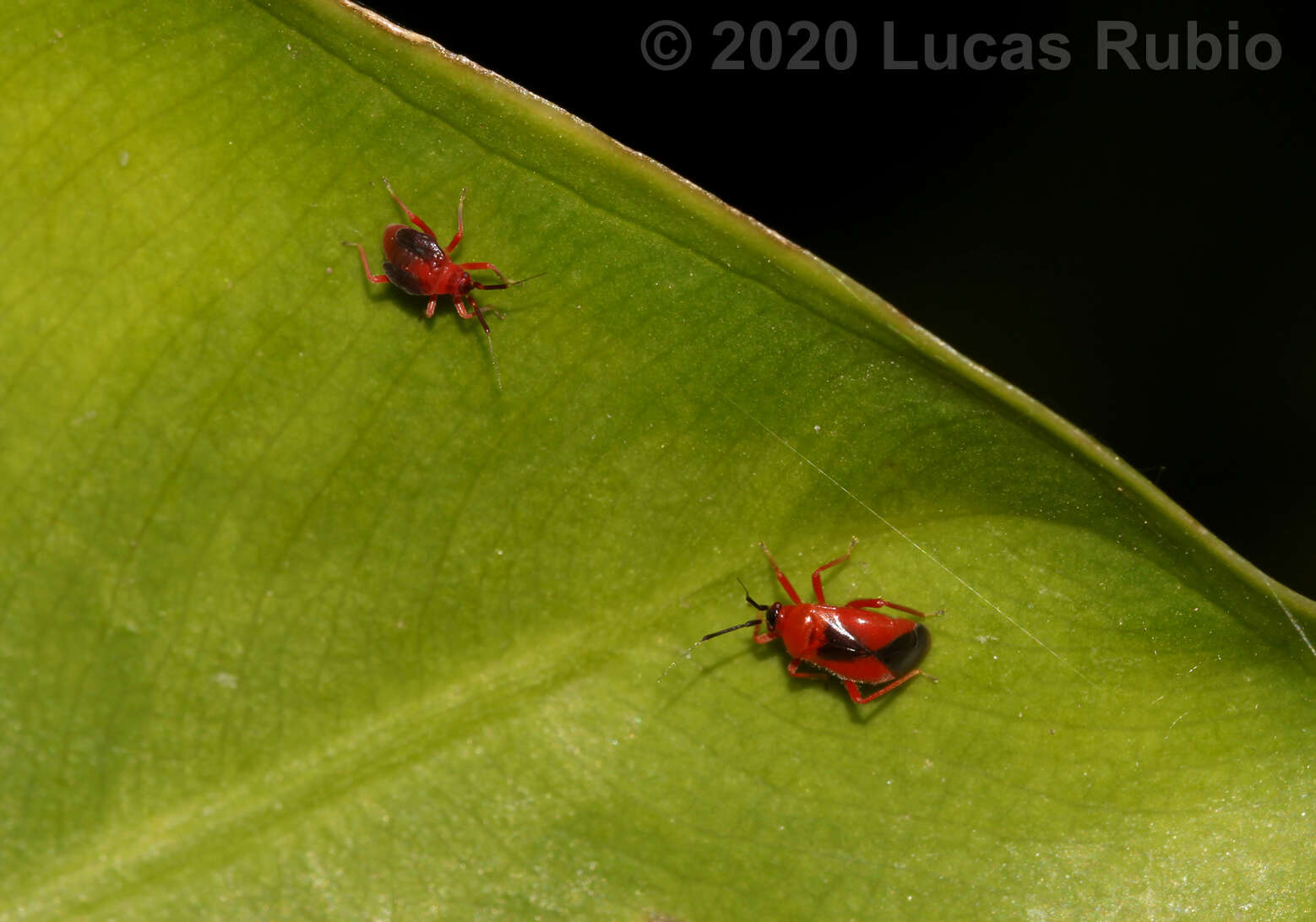 Pachymerocerus erythronotus (Berg 1883)的圖片