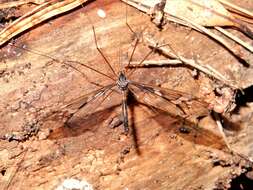 Image of Leptotarsus (Macromastix) binotatus (Hutton 1900)