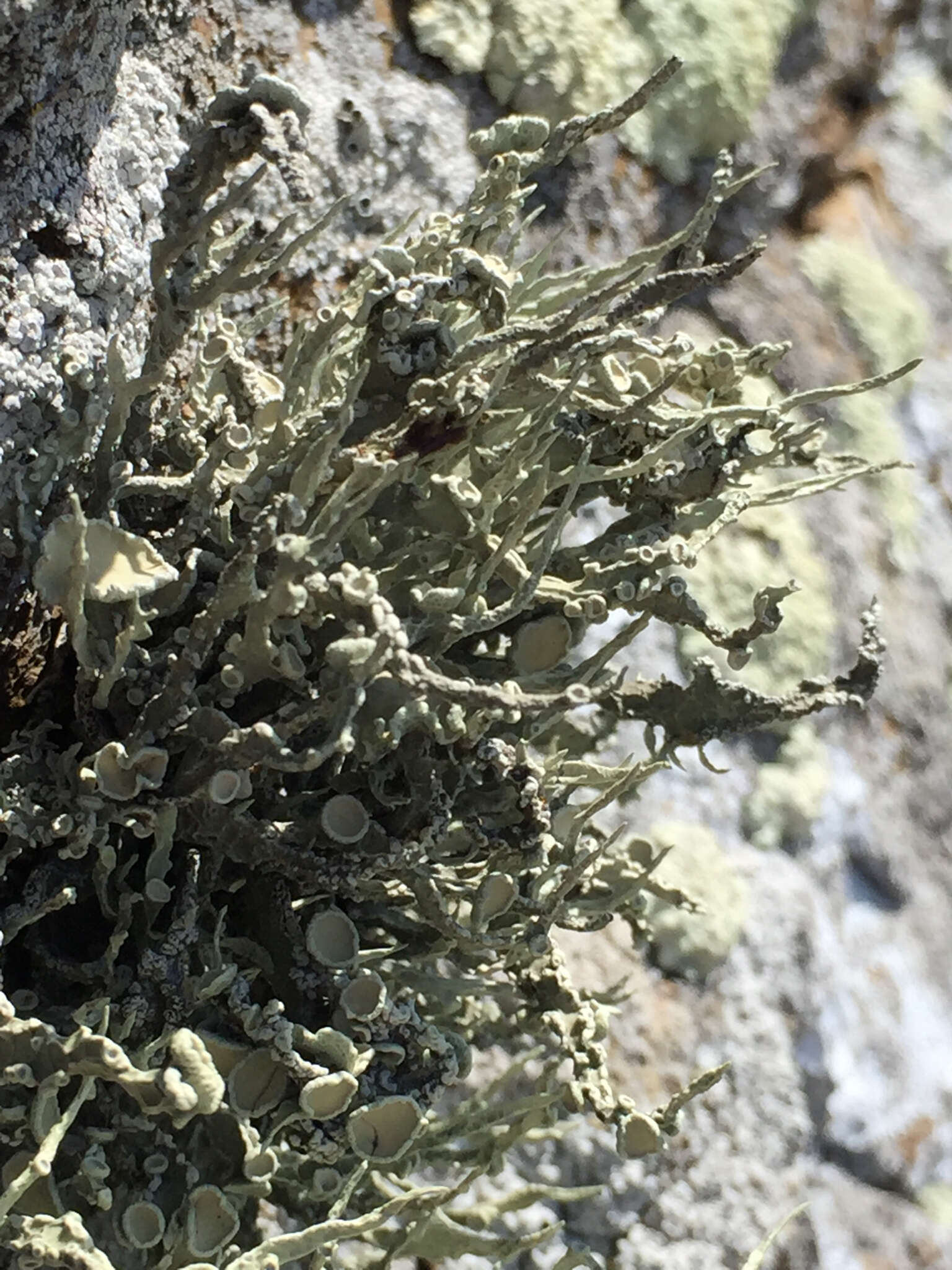 Image of Armored fog lichen