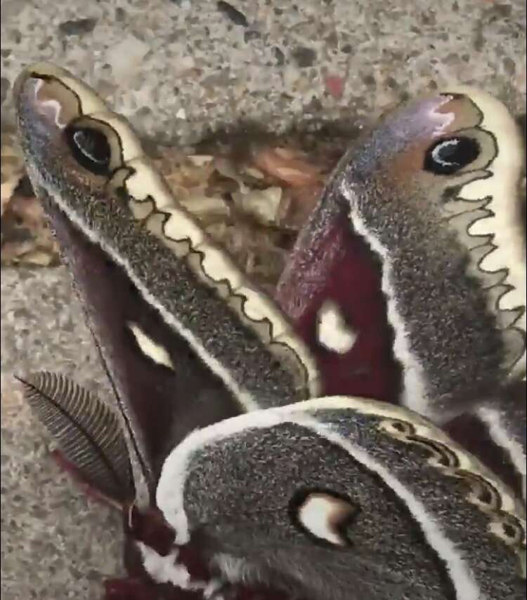 Image of Glover's Silkmoth