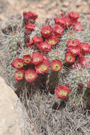 Image de Echinocereus coccineus subsp. coccineus