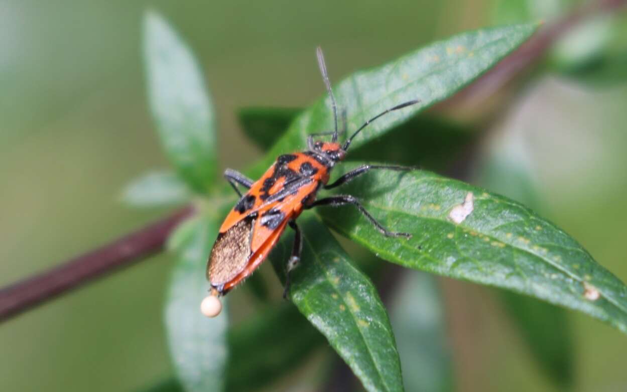 Image of black & red squash bug